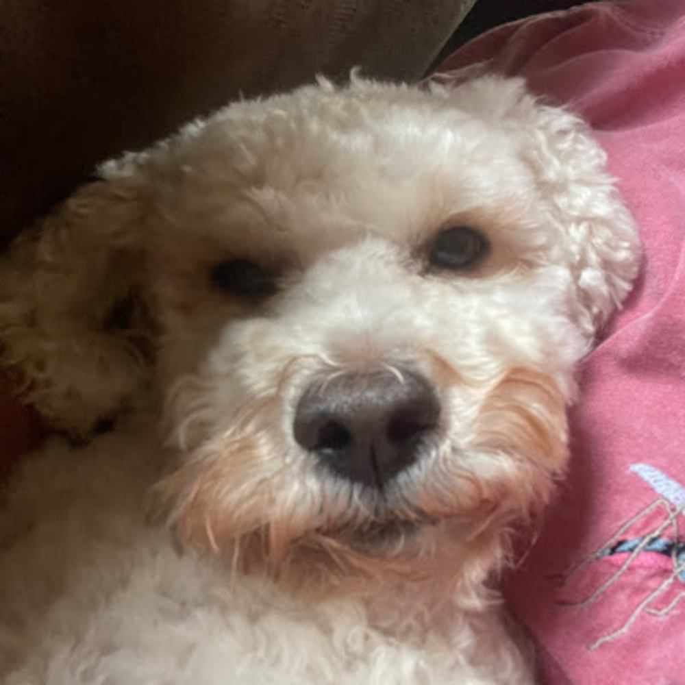 Meet your Posher, Matt